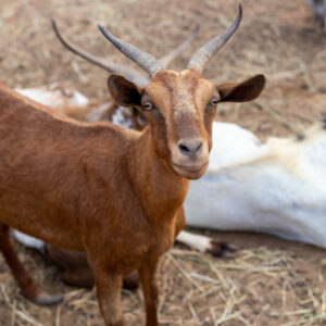 Furry Friends by Camille Massida Photography